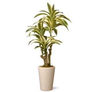 National Tree Company 21 in. Garden Accents Dracaena Plant GAD30 21G