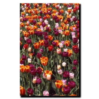 Trademark Fine Art Multi Colored Tulips by Kurt Shaffer Photographic